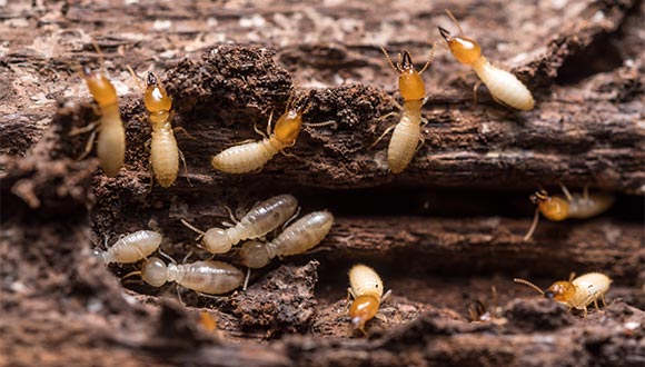 Termite and wood destroying organisim (WDI) inspection services from FAQ Home Inspections